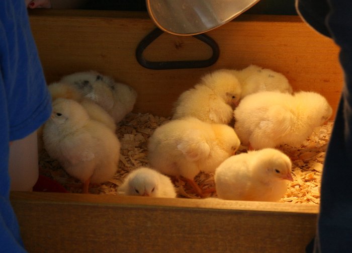 Baby Chicks